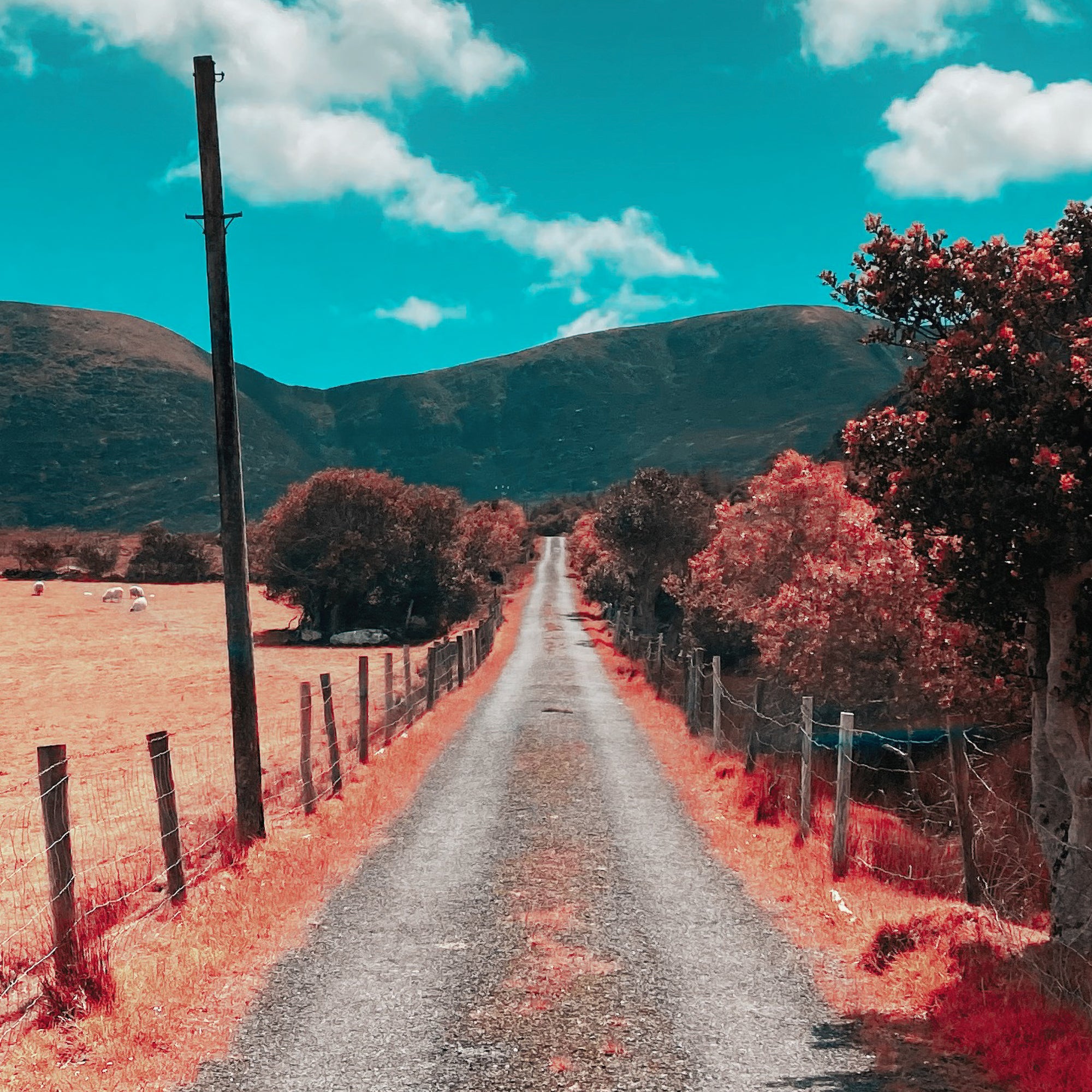 The Road Home
